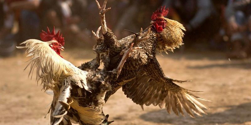 Avt đá gà đòn trực tiếp 8kbet