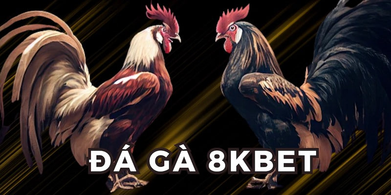 Đá gà 8kbet và một vài lưu ý