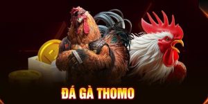 Avt Đá gà thomo 8kbet
