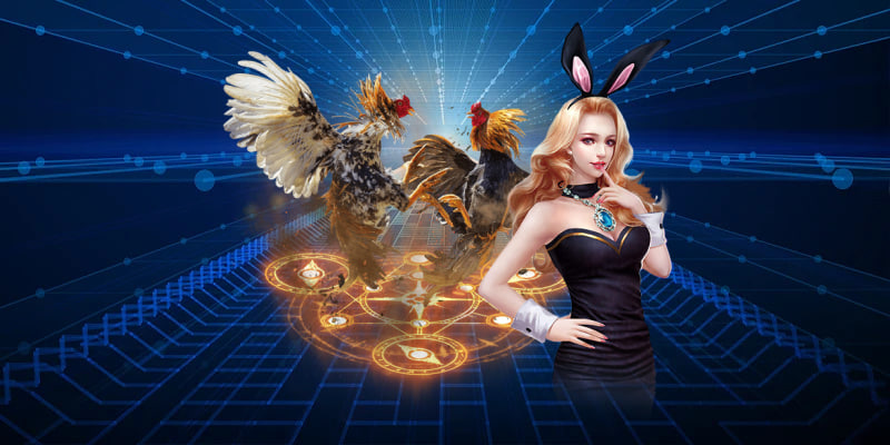 Đầu tư chiến kê sao hiệu quả tại 8kbet