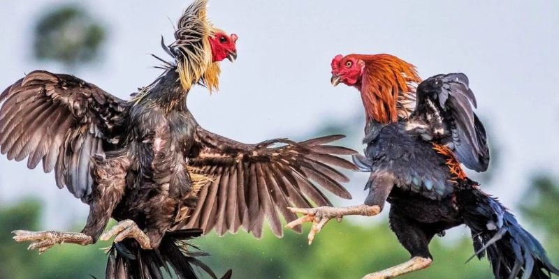 Quá trình hình thành và tiến hóa của đá gà đòn trực tuyến