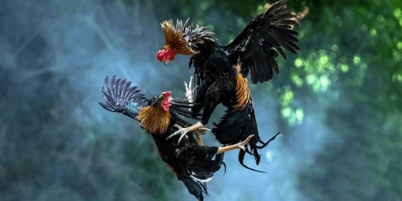 Thời gian biểu thi đấu gà tại 8kbet